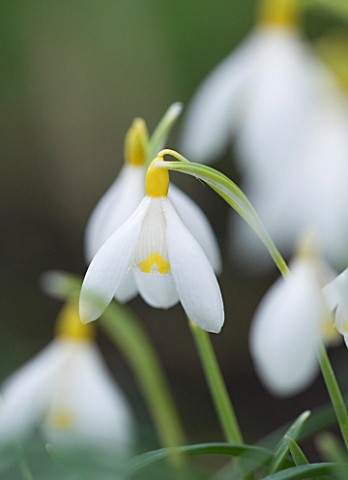 CLOSE_UP_OF_FLOWER_OF_SNOWDROP__GALANTHUS_RAY_COBB_GALANTHUS_GROWN_BY_RONALD_MACKENZIE_BULB__WINTER