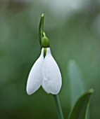 CLOSE UP OF FLOWER OF SNOWDROP - GALANTHUS COLESBOURNE. GALANTHUS GROWN BY RONALD MACKENZIE. BULB  WINTER