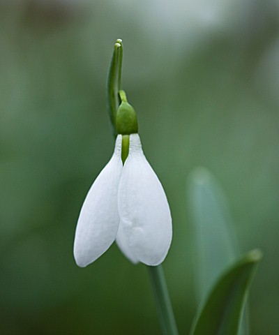 CLOSE_UP_OF_FLOWER_OF_SNOWDROP__GALANTHUS_COLESBOURNE_GALANTHUS_GROWN_BY_RONALD_MACKENZIE_BULB__WINT