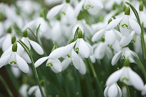 CLOSE_UP_OF_FLOWER_OF_SNOWDROP__GALANTHUS_GINNS_IMPERATI_GALANTHUS_GROWN_BY_RONALD_MACKENZIE_BULB__W