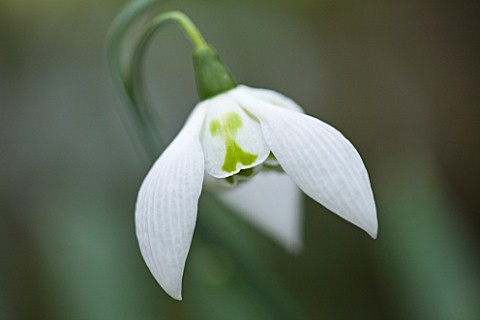 CLOSE_UP_OF_FLOWER_OF_SNOWDROP__GALANTHUS_RICHARD_AYRES__GALANTHUS_GROWN_BY_RONALD_MACKENZIE_BULB__W