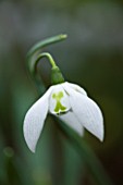 CLOSE UP OF FLOWER OF SNOWDROP - GALANTHUS RICHARD AYRES . GALANTHUS GROWN BY RONALD MACKENZIE. BULB  WINTER
