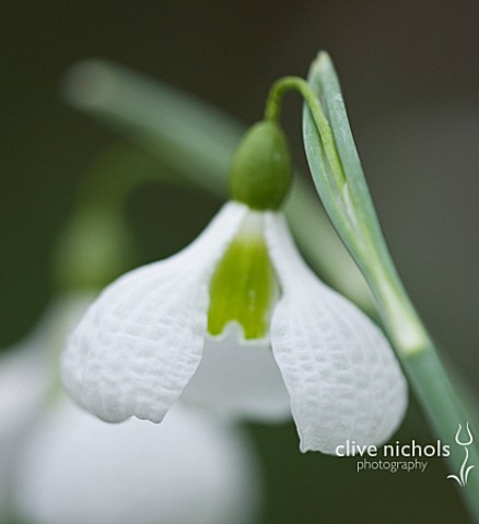 CLOSE_UP_OF_FLOWER_OF_SNOWDROP__GALANTHUS_PLICATUS_DIGGORY__GALANTHUS_GROWN_BY_RONALD_MACKENZIE_BULB