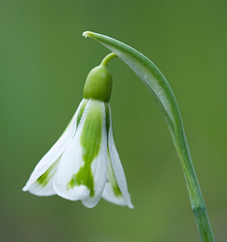 CLOSE_UP_OF_FLOWER_OF_SNOWDROP__GALANTHUS_SOUTH_HAYES_GALANTHUS_GROWN_BY_RONALD_MACKENZIE_BULB__WINT