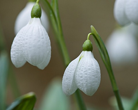 CLOSE_UP_OF_FLOWER_OF_SNOWDROP__GALANTHUS_AUGUSTUS__GALANTHUS_GROWN_BY_RONALD_MACKENZIE_BULB__WINTER