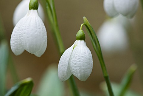 CLOSE_UP_OF_FLOWER_OF_SNOWDROP__GALANTHUS_AUGUSTUS__GALANTHUS_GROWN_BY_RONALD_MACKENZIE_BULB__WINTER