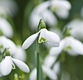 CLOSE UP OF FLOWER OF SNOWDROP - GALANTHUS S ARNOTT . GALANTHUS GROWN BY RONALD MACKENZIE. BULB  WINTER