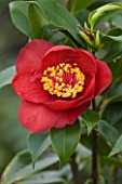 TREHANE NURSERY  DORSET: CLOSE UP OF THE DARK RED FLOWER OF CAMELLIA JAPONICA CANDY APPLE