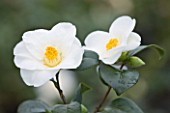 TREHANE NURSERY  DORSET: CLOSE UP OF THE WHITE FLOWERS OF CAMELLIA CHARLOTTE DE ROTHSCHILD