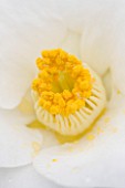TREHANE NURSERY  DORSET: CLOSE UP OF CENTRE OF THE WHITE FLOWER OF CAMELLIA CHARLOTTE DE ROTHSCHILD