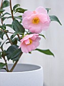 TREHANE NURSERY  DORSET: CLOSE UP OF THE PINK FLOWERS OF CAMELLIA HYBRID  BOWEN BRYANT GROWING IN A CONTAINER