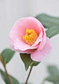 TREHANE NURSERY  DORSET: CLOSE UP OF THE PINK FLOWER OF CAMELLIA HYBRID  BOWEN BRYANT