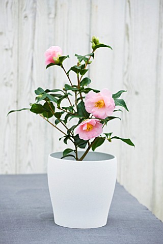 TREHANE_NURSERY__DORSET_CLOSE_UP_OF_THE_PINK_FLOWERS_OF_CAMELLIA_HYBRID__BOWEN_BRYANT_GROWING_IN_A_C