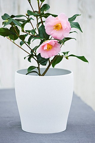 TREHANE_NURSERY__DORSET_CLOSE_UP_OF_THE_PINK_FLOWERS_OF_CAMELLIA_HYBRID__BOWEN_BRYANT_GROWING_IN_A_C