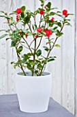 TREHANE NURSERY  DORSET: THE RED FLOWERS OF CAMELLIA JAPONICA BOBS TINSIE GROWING IN A CONTAINER