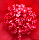 TREHANE NURSERY  DORSET: CLOSE UP OF THE CENTRE OF THE RED FLOWER OF CAMELLIA JAPONICA BOBS TINSIE