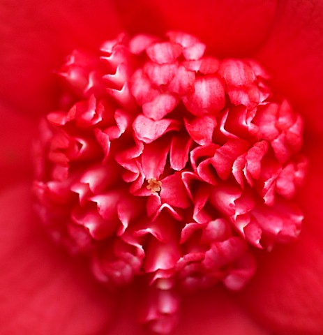 TREHANE_NURSERY__DORSET_CLOSE_UP_OF_THE_CENTRE_OF_THE_RED_FLOWER_OF_CAMELLIA_JAPONICA_BOBS_TINSIE