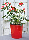 TREHANE NURSERY  DORSET: CAMELLIA JAPONICA BOBS TINSIE IN A RED GLAZED CONTAINER