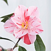 TREHANE NURSERY  DORSET: CLOSE UP OF THE FLOWER OF CAMELLIA JAPONICA HARU NO UTENA