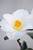 TREHANE NURSERY  DORSET: CLOSE UP OF THE WHITE FLOWER OF CAMELLIA JAPONICA CHARLOTTE DE ROTHSCHILD