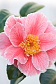 TREHANE NURSERY  DORSET: CLOSE UP OF THE PINK FLOWER OF CAMELLIA JAPONICA OO-LA-LA