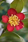TREHANE NURSERY  DORSET: CLOSE UP OF THE RED FLOWER OF CAMELLIA X VERNALIS YULETIDE