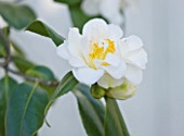 TREHANE NURSERY  DORSET: CLOSE UP OF THE FLOWER OF CAMELLIA JAPONICA SILVER ANNIVERSARY