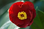 TREHANE NURSERY  DORSET: CLOSE UP OF THE RED FLOWER OF CAMELLIA JAPONICA SAN DIMAS
