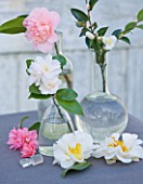 TREHANE NURSERY  DORSET: TABLE ARRANGEMENT IN GLASS BOTTLES OF CAMELLIAS INCLUDING SILVER ANNIVERSARY  TONI FINLAYS FRAGRANT AND TRANSNOKOENSIS