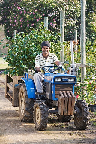 TREHANE_NURSERY__DORSET_DHANI_DRIVING_A_TRACTOR_LOADED_UP_WITH_CAMELLIAS_AT_THE_NURSERY