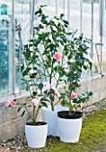 TREHANE NURSERY  DORSET: CLOSE UP OF THE FLOWER OF CAMELLIA - CONTAINERS BESIDE THE GLASSHOUSE PLANTED WITH CAMELLIAS SILVER ANNIVERSARY   OO-LA-LA AND BOWEN BRYANT