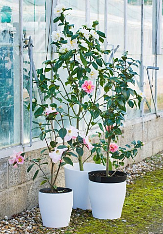 TREHANE_NURSERY__DORSET_CLOSE_UP_OF_THE_FLOWER_OF_CAMELLIA__CONTAINERS_BESIDE_THE_GLASSHOUSE_PLANTED