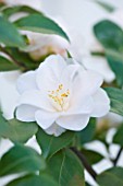 TREHANE NURSERY  DORSET: CLOSE UP OF THE WHITE FLOWER OF CAMELLIA HYBRID SPRING MIST