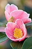 TREHANE NURSERY  DORSET: CLOSE UP OF THE PINK FLOWER OF CAMELLIA JAPONICA ADELINA PATTI