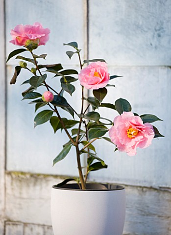 TREHANE_NURSERY__DORSET_CONTAINER_PLANTED_WITH_CAMELLIA_LASCA_BEAUTY