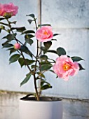 TREHANE NURSERY  DORSET: CONTAINER PLANTED WITH CAMELLIA LASCA BEAUTY