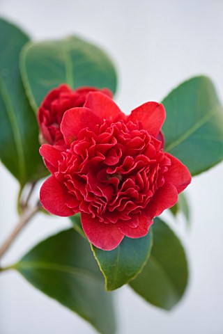 TREHANE_NURSERY__DORSET_CLOSE_UP_OF_THE_RED_FLOWER_OF_CAMELLIA_JAPONICA_TAKANINI