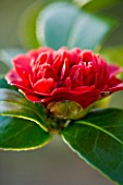 TREHANE NURSERY  DORSET: CLOSE UP OF THE RED FLOWER OF CAMELLIA JAPONICA TAKANINI