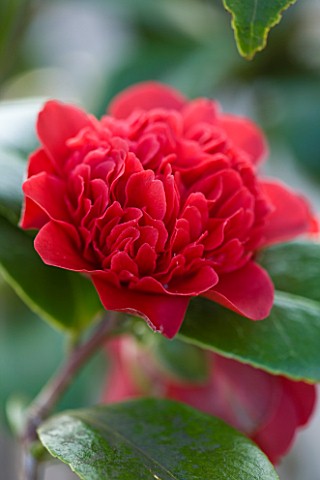 TREHANE_NURSERY__DORSET_CLOSE_UP_OF_THE_RED_FLOWER_OF_CAMELLIA_JAPONICA_TAKANINI