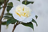 TREHANE NURSERY  DORSET: CLOSE UP OF THE FLOWER OF CAMELLIA WILLIAMSII HYBRID JURYS YELLOW