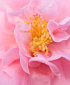 TREHANE NURSERY  DORSET: CLOSE UP OF THE PINK FLOWER OF CAMELLIA RETICULTATA  X JAPONICA LASCA BEAUTY