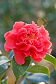 TREHANE NURSERY  DORSET: CLOSE UP OF THE RED FLOWER OF CAMELLIA RETICULATA DR CLIFFORD PARKES . AGM