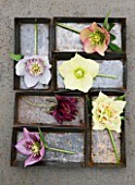 HARVEYS GARDEN PLANTS  SUFFOLK: METAL TRAYS WITH SELECTION OF HELLEBORES