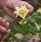 HARVEYS GARDEN PLANTS  SUFFOLK: ROGER HARVEY HAND POLLINATES - TRANSFERRING POLLEN FROM SELECTED PARENT PLANT TO RECIPIENT MOTHER PLANT. HELLEBORUS HYBRID DOUBLE YELLOW