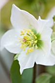 HARVEYS GARDEN PLANTS  SUFFOLK: HELLEBORUS HYBRIDUS BRADFIELD WHITE HYBRID