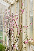 FORDE ABBEY  SOMERSET: CONSERVATORY/ GREENHOUSE WITH FAN TRAINED FRUIT TREES WITH SPRING BLOSSOM/ FLOWERS AGAINST THE WALL - PEACH BLOSSOM - PRUNUS PERSICA  CHERRY