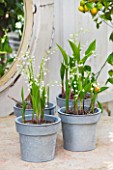PETERSHAM NURSERIES  RICHMOND  SURREY: METAL CONTAINERS WITH WHITE FLOWERS OF CONVALLARIA MAJALIS ON TABLE - LILY OF THE VALLEY. SCENTED