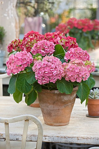 PETERSHAM_NURSERIES__RICHMOND__SURREY_TERRACOTTA_CONTAINERS_WITH_PINK_AND_RED_HYDRANGEAS_ON_TABLE_IN