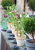 PETERSHAM NURSERIES  RICHMOND  SURREY: TERRACOTTA CONTAINERS ON SIDEBOARD WITH SNAKES HEAD FRITILLARY - FRITILLARIA MELEAGRIS