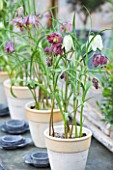 PETERSHAM NURSERIES  RICHMOND  SURREY: TERRACOTTA CONTAINERS ON SIDEBOARD WITH SNAKES HEAD FRITILLARY - FRITILLARIA MELEAGRIS